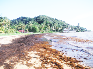 sargasses sur plage guyane