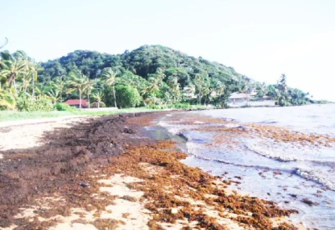 sargasses sur plage guyane