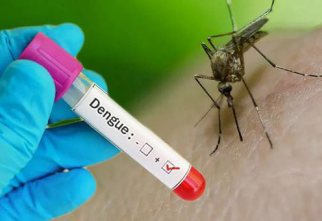 dengue visuel