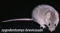 Hantavirus