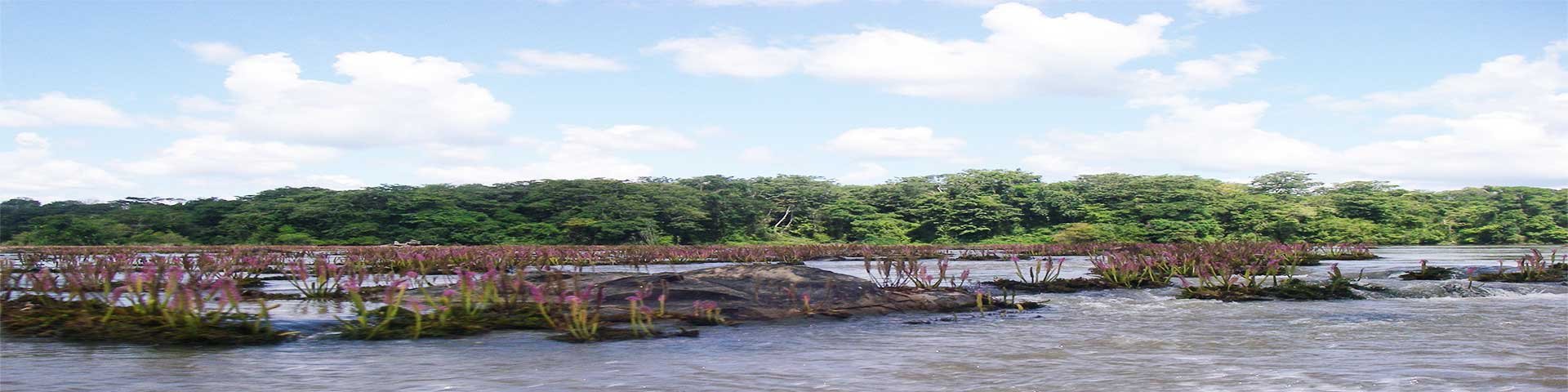 salade coumarou sur fleuve guyane