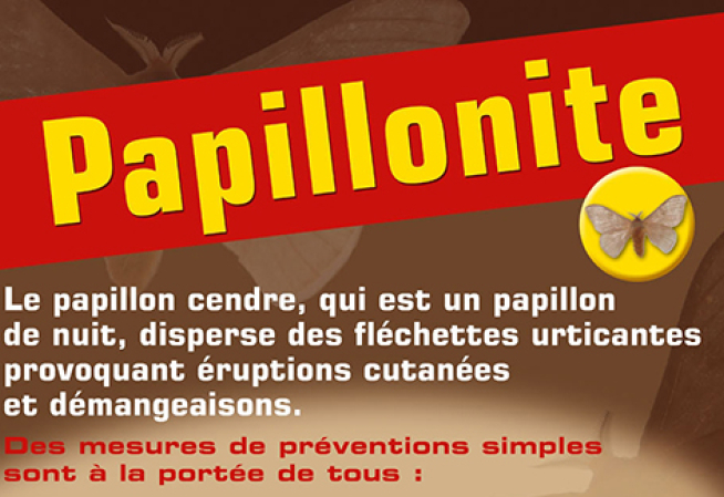 papillonite actu