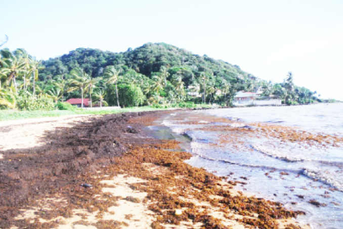 sargasses sur plage guyane