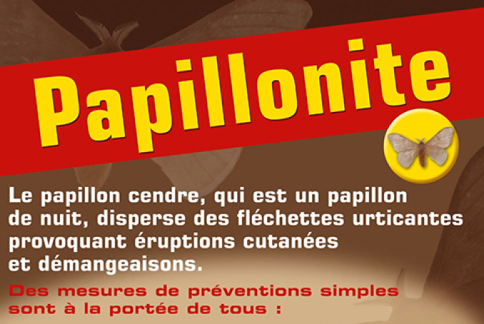 papillonite actu